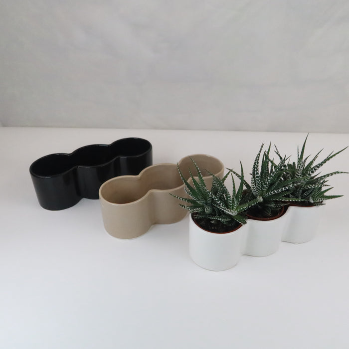 Three spiky green Haworthia succulents arranged in black, beige, and white ceramic planters—a stylish indoor succulent gift.