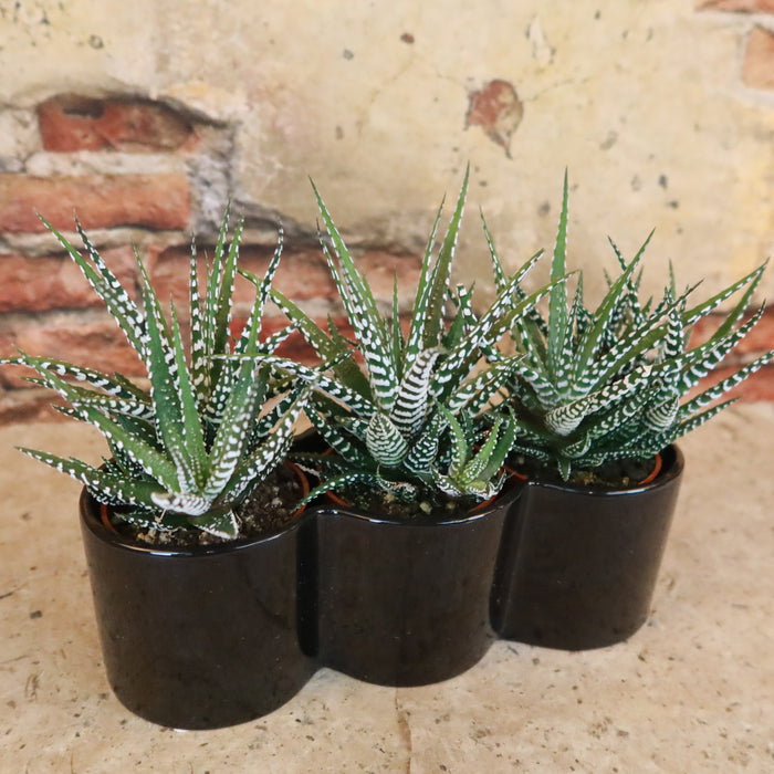 Three Haworthia plants in a triple ceramic planter displayed on stone, with a rustic brick and plaster wall as the indoor plant backdrop.