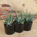 Three Haworthia plants in a triple ceramic planter displayed on stone, with a rustic brick and plaster wall as the indoor plant backdrop.