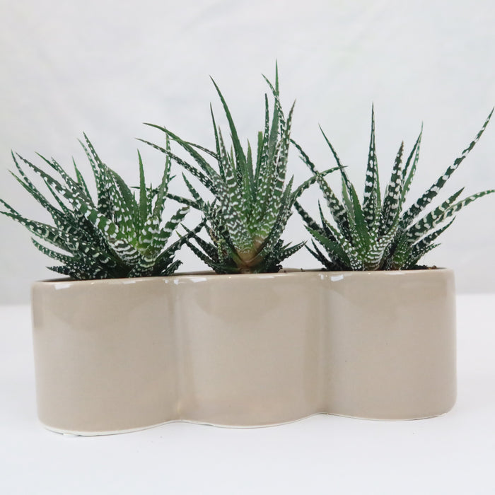 Three small, spiky Haworthia succulents in a beige wavy ceramic planter, perfect as a succulent gift; white background.