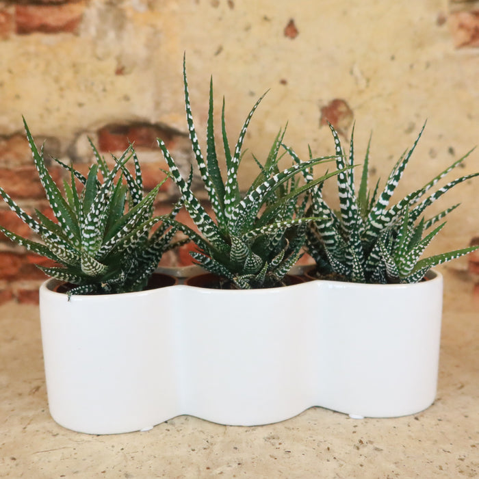 Three Haworthia succulent plants arranged in a triple ceramic planter, creating a stylish indoor display and perfect gift idea.