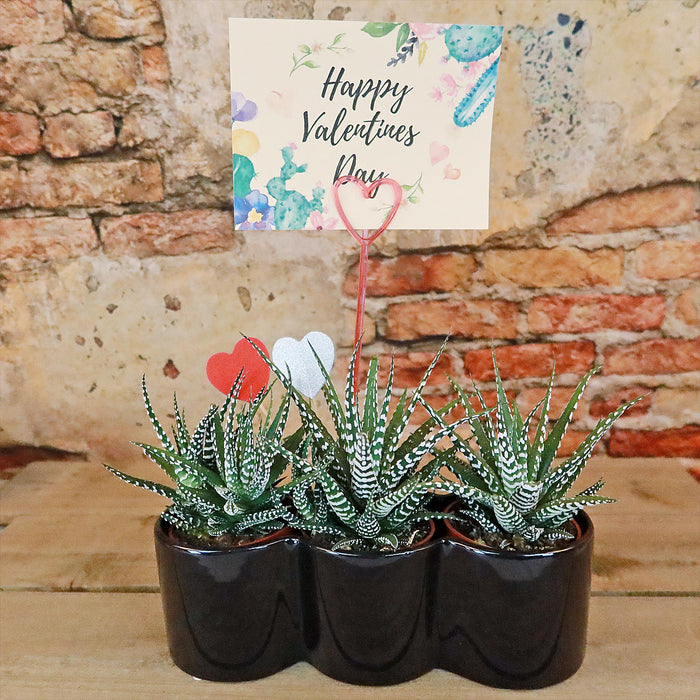 Three Haworthia plants in a triple ceramic planter with heart accents and a Valentine’s Day note, displayed against a rustic background.