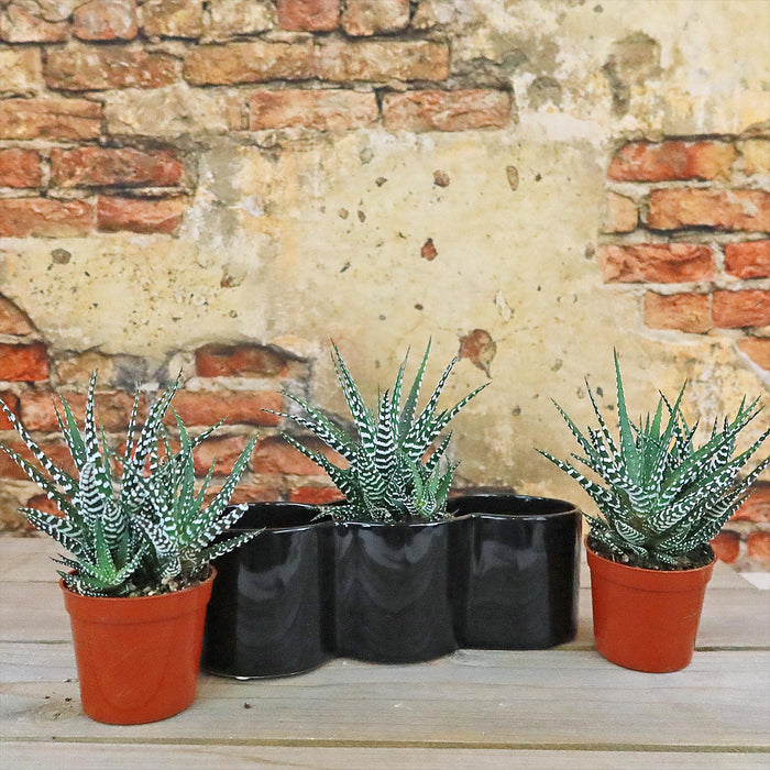 Three haworthia succulents in a triple ceramic planter, ideal for home or office décor and a thoughtful succulent gift.