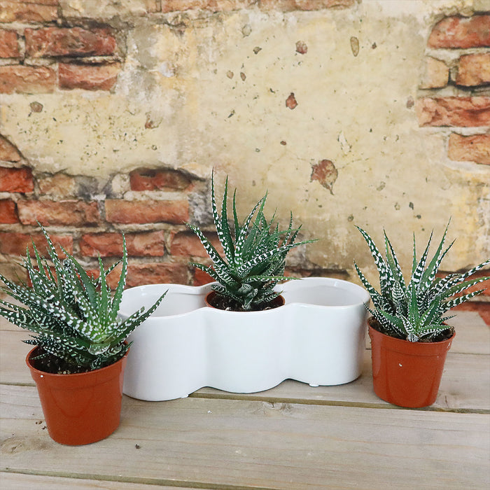 Three Haworthia succulents are arranged in a stylish triple ceramic planter, creating a charming indoor plant display.