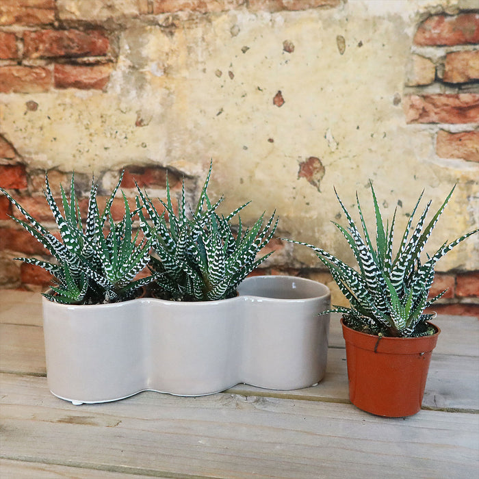 Three haworthia succulents in a triple ceramic planter, set on wood with a rustic yellow and red brick wall in the background.