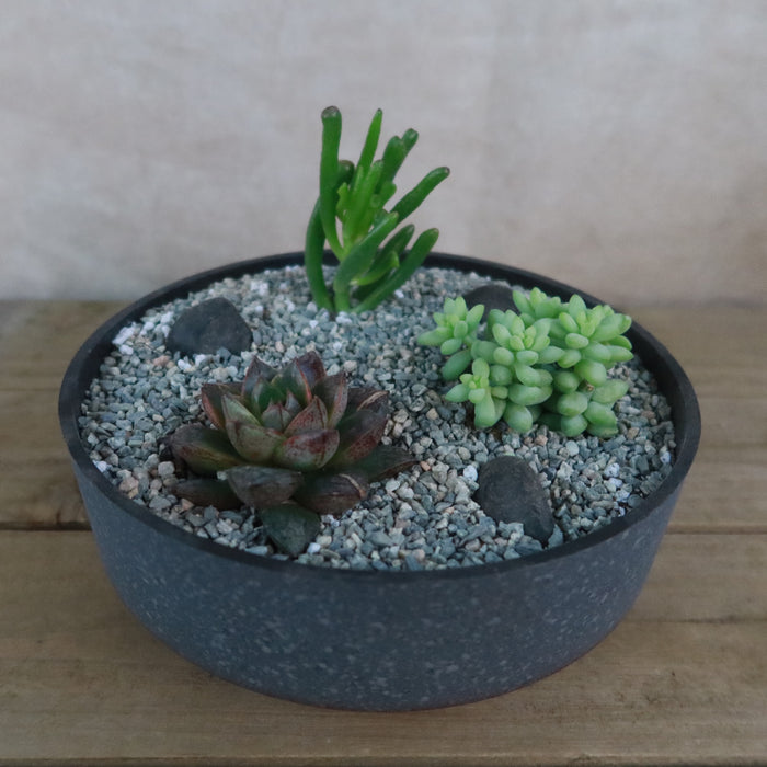 Top view of 3 Succulent Concrete Capri DIY Kit showing three succulents in a concrete bowl with decorative rocks