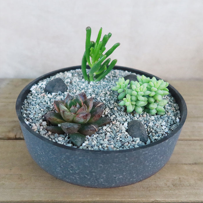 Angled view of 3 Succulent Concrete Capri DIY Kit with three succulents in a concrete bowl and decorative rocks