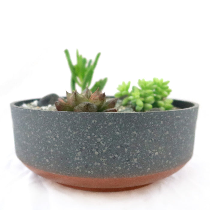 Front view of 3 Succulent Concrete Capri DIY Kit with three succulents in an 8-inch concrete Capri bowl on white