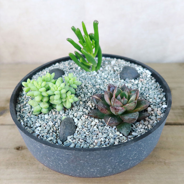Angled view of 3 Succulent Concrete Capri DIY Kit showcasing succulents in a concrete bowl with river sand