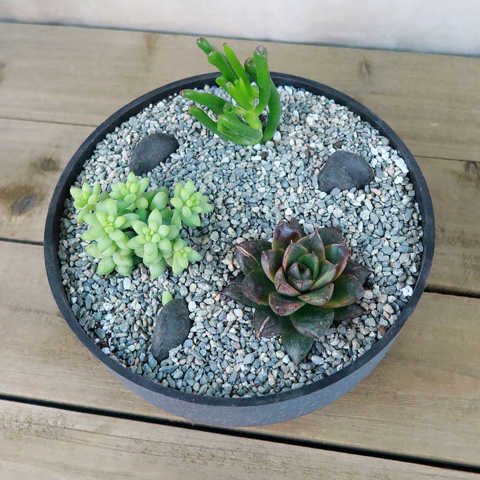 Top view of 3 Succulent Concrete Capri DIY Kit showcasing three succulents and decorative rocks in an 8 inch bowl