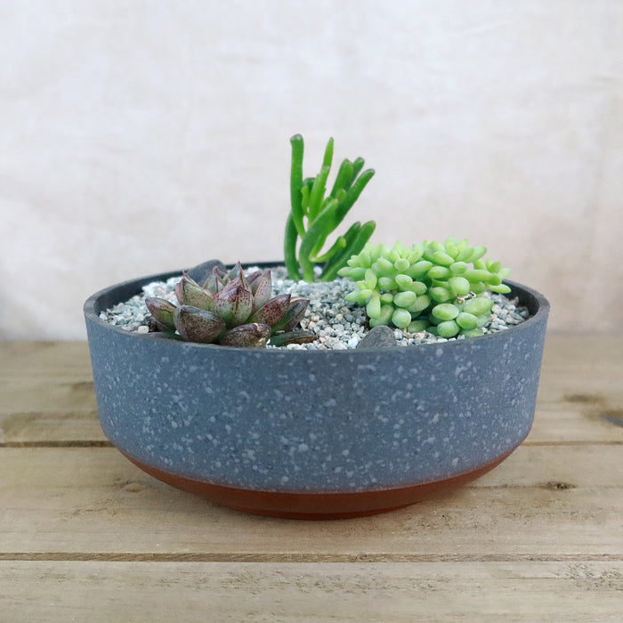 Front view of 3 Succulent Concrete Capri DIY Kit showcasing three succulents in a textured concrete bowl with decorative rocks