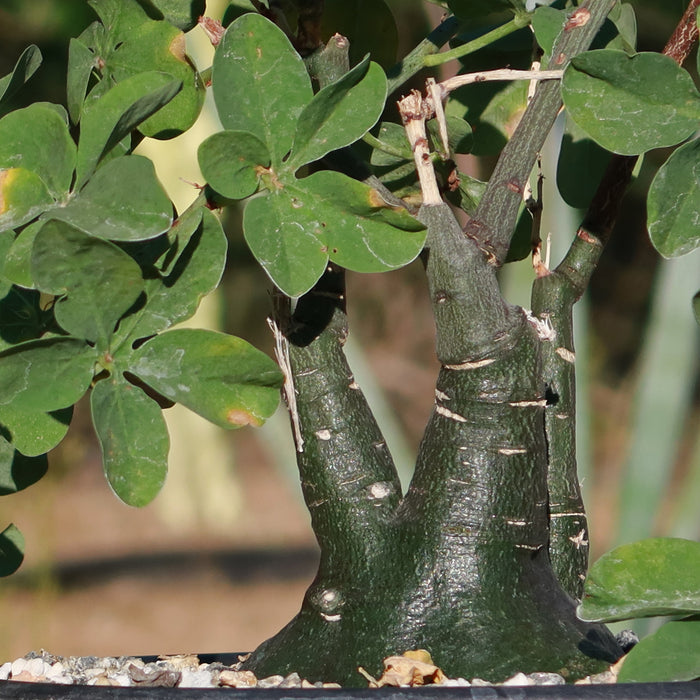 Close-up of Adenia spinosa showcasing its spiny green stems and thick fleshy leaves with a natural background