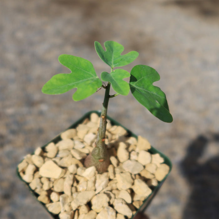 Adenia Spinosa seedling with three-lobed leaves in a pot of light pebbles, shown against a softly blurred neutral background.
