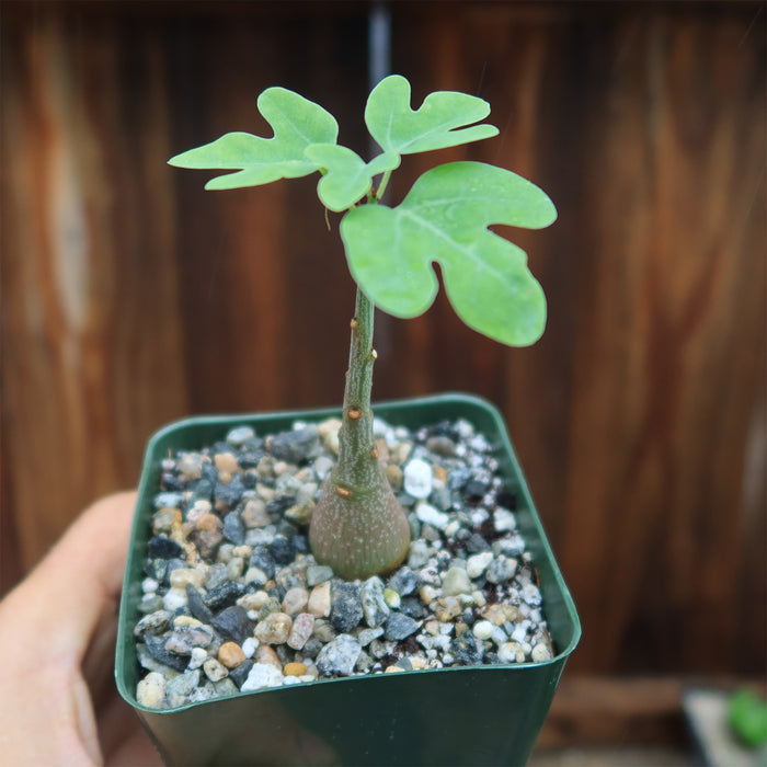 Adenia Spinosa, a small caudiciform succulent in a pot, ideal for collectors and enthusiasts of unique potted plants.