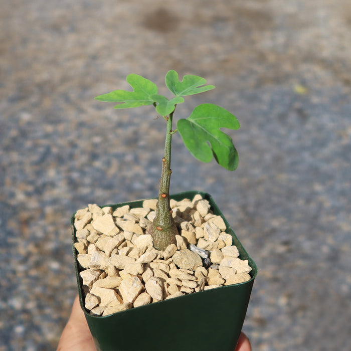 Adenia Spinosa with a thick stem and green leaves in a square pot of light rocks, held in hand against a blurred outdoor background.