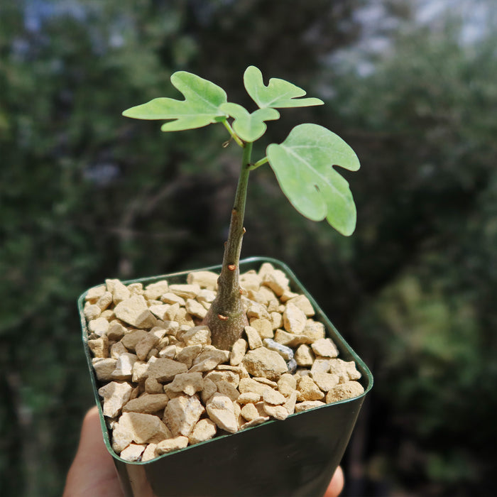 A young Adenia Spinosa caudiciform with green leaves in a pot of light-colored gravel, set before a soft outdoor background.