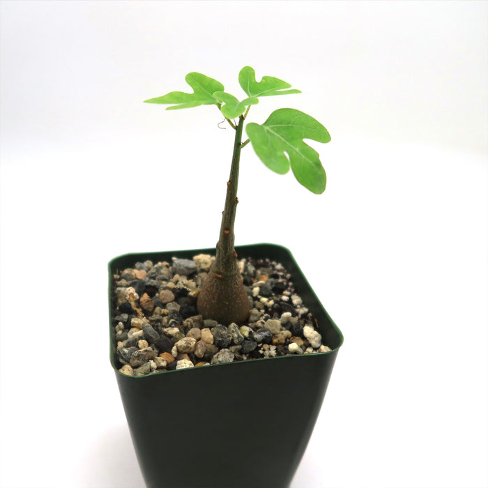 Adenia Spinosa potted plant with a thick stem and green leaves in a square black pot, displayed on a plain white background.