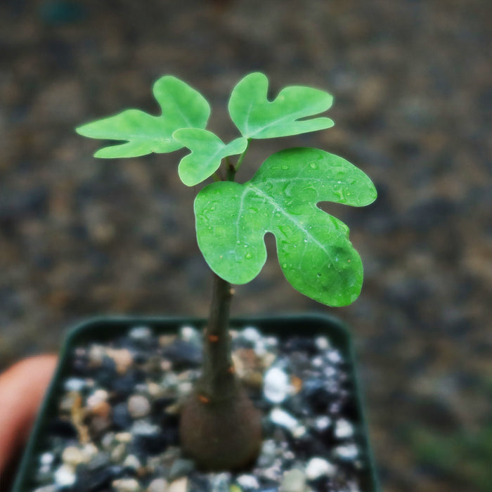 Adenia Spinosa succulent with three-lobed leaves and water droplets in a soil-and-pebble pot, set against a blurred background.