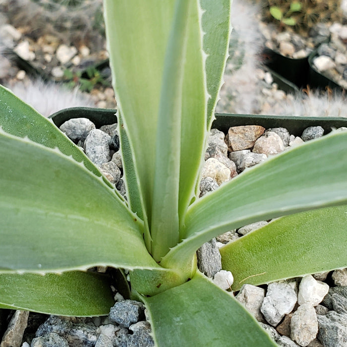 Close-up of Agave angustifolia with thick, pointed leaves and lightly serrated edges, set among small gray and white rocks.