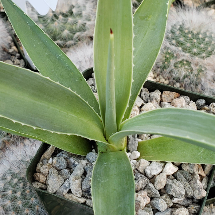 Agave angustifolia, a drought-tolerant plant, adds bold greenery as a striking houseplant in a basic pot.