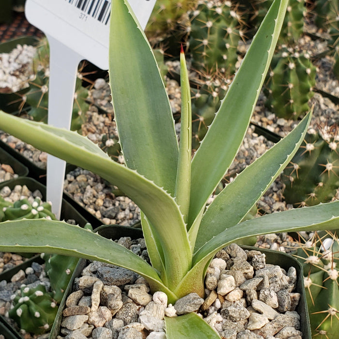 Agave angustifolia with thick, pointed green leaves edged in white, potted among pebbles and cacti—ideal for modern homes.