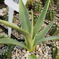 Agave angustifolia with thick, pointed green leaves edged in white, potted among pebbles and cacti—ideal for modern homes.