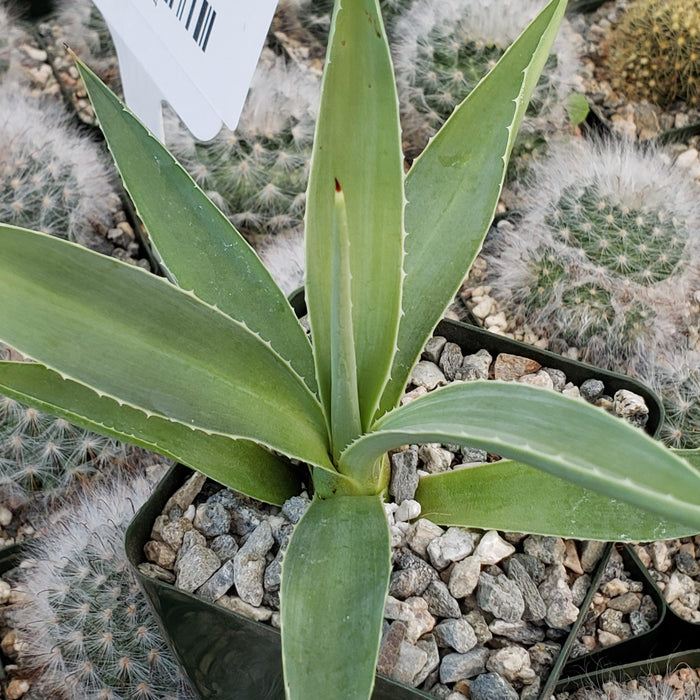 Agave angustifolia with green leaves edged in white sits in a pebble-filled square pot beside round cacti, label in background.