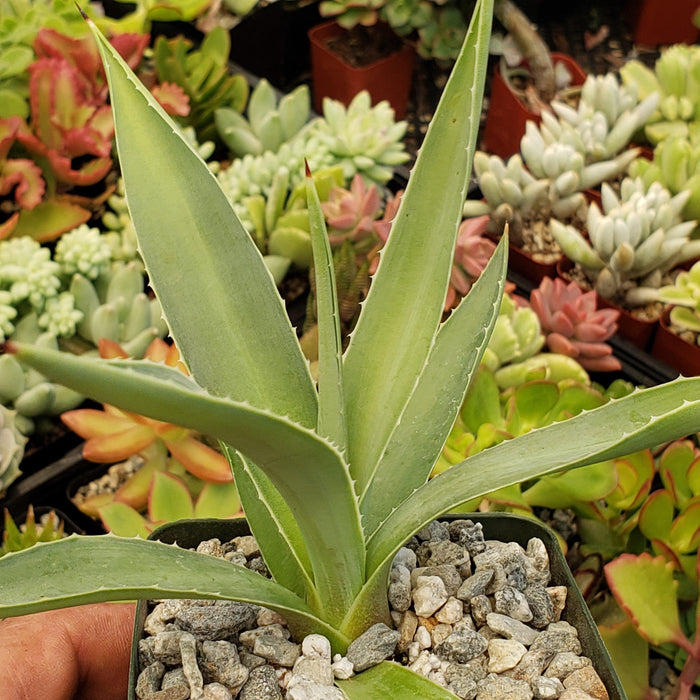 Close-up of Agave angustifolia, a drought-resistant houseplant known for its striking foliage and suitability for indoor display.