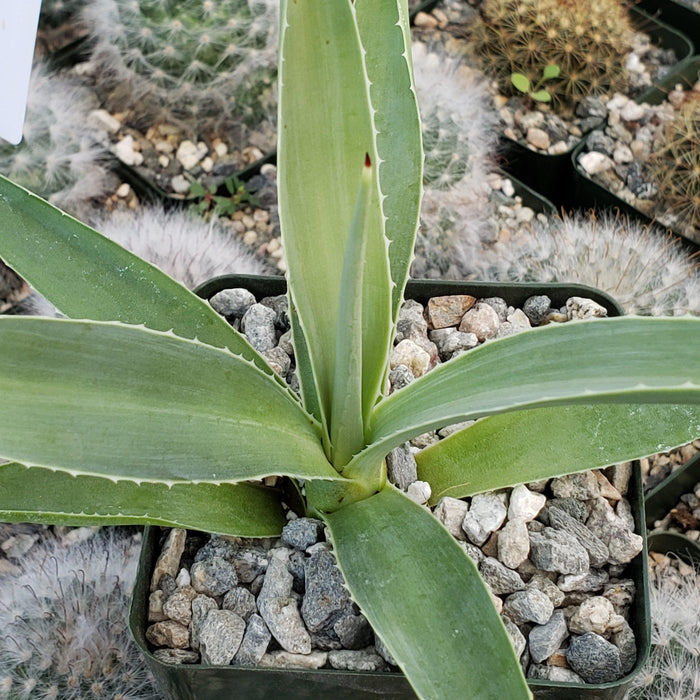 Agave angustifolia, a drought-tolerant succulent with white-edged pointed leaves, in a small black pot with rocks among other plants.