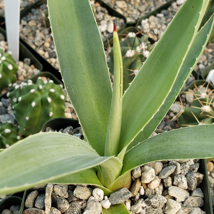 Close-up of Agave angustifolia, showcasing its bold foliage and drought-tolerant nature, ideal for easy-care landscapes or containers.