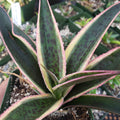 Close-up of Agave Snow Leopard showing green lance-shaped leaves with dark leopard-like spots, cream central stripes and pink-edged margins in a nursery pot