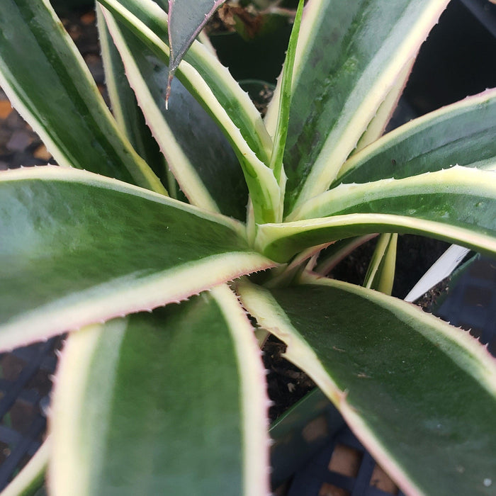 Close-up of Agave Snow Leopard showcasing green lance-shaped leaves with cream stripes and pink edges