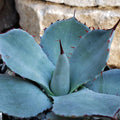Close-up of Agave truncata showcasing blue-green pointed leaves with reddish spines against rocks