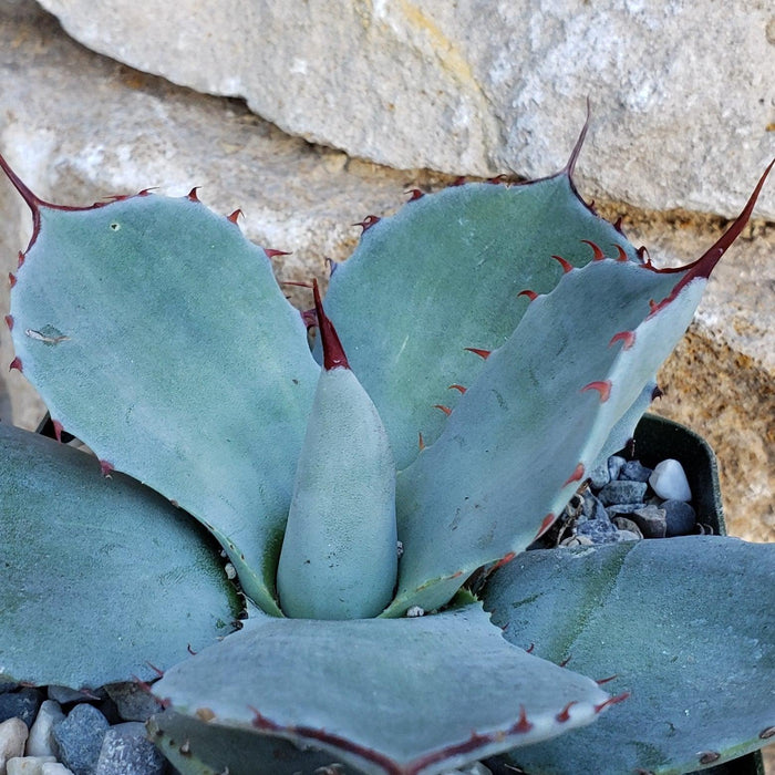 Close-up of Agave truncata, a drought-tolerant succulent with smooth, spined leaves in a rocky pot and stone wall background.