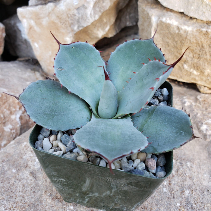 Agave truncata succulent with thick blue-green leaves and red spines in a square green pot with pebbles, set against brown rocks.