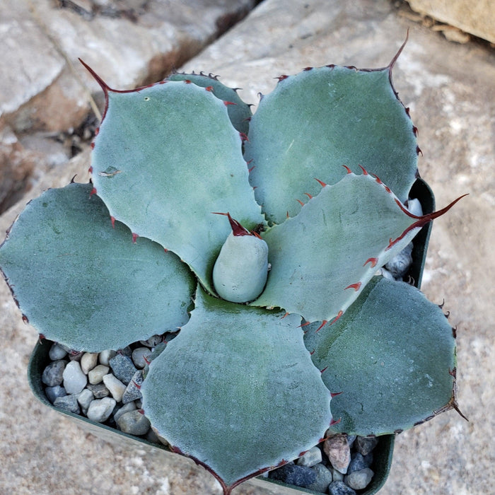 Top view of Agave truncata showcasing blue-green rounded leaves with a gravel background