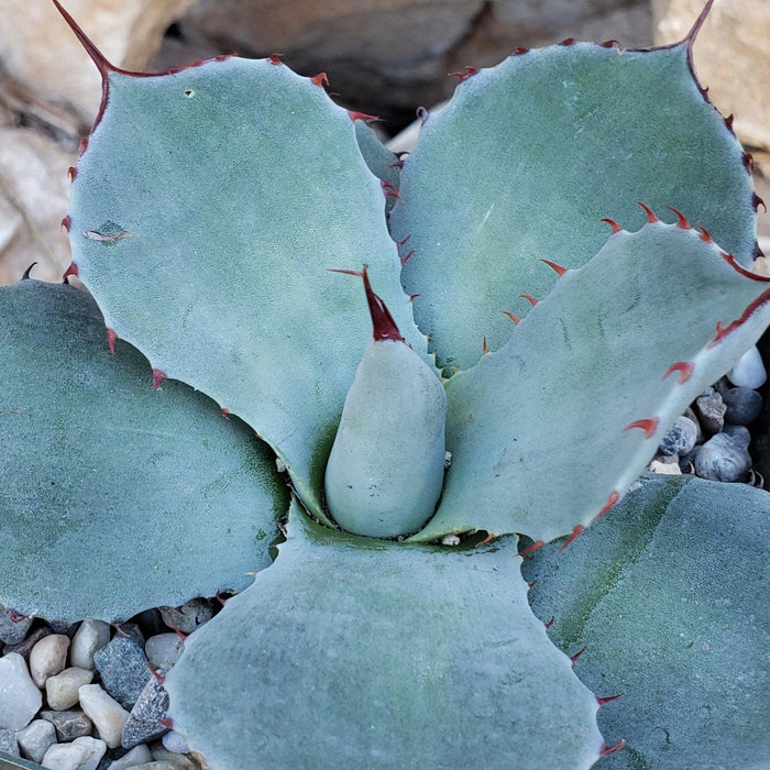 Close-up of Agave truncata succulent with thick blue-green leaves and red spines, set among white and gray pebbles.