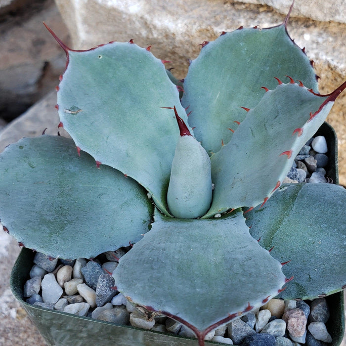 Agave truncata succulent with blue-green, thick pointed leaves and red spines, in a square pot with pebbles on a stone background.