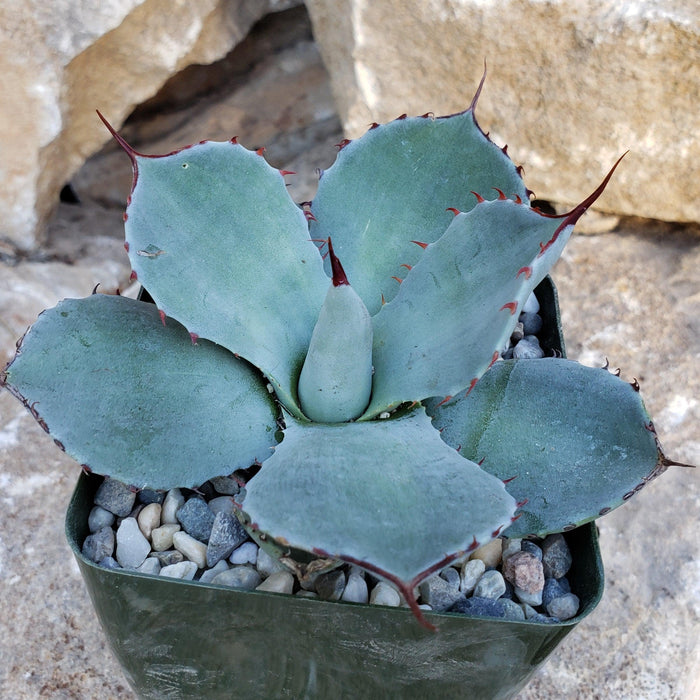 Agave truncata succulent with thick, pointed leaves and reddish-brown spines in pebbles, set before a rocky background.