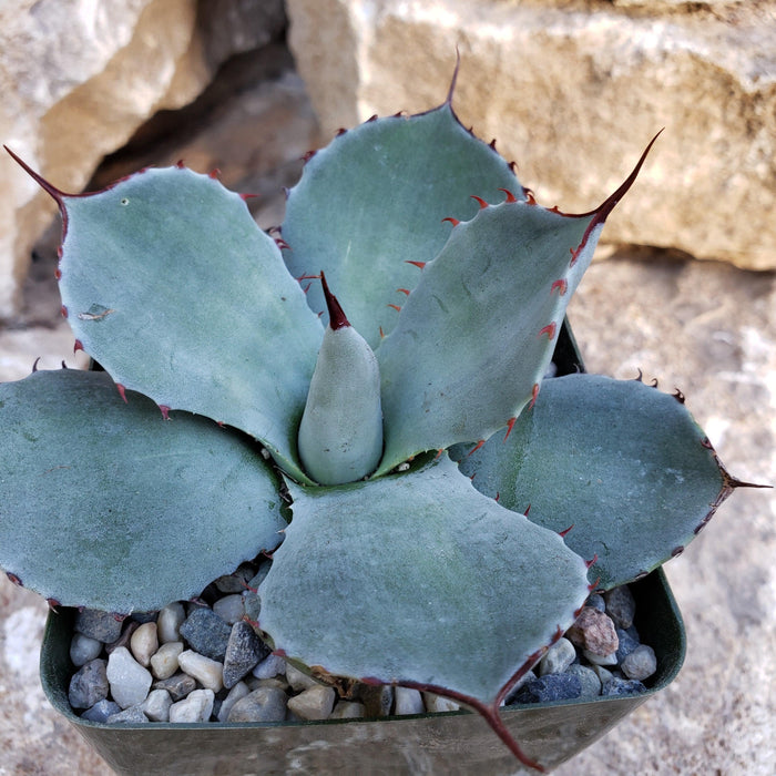 Close-up of Agave truncata, a drought-tolerant succulent with thick greenish-gray leaves and reddish spines, set among rocks on tan stone.