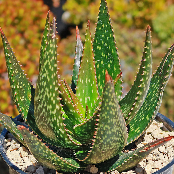 Close-up of Aloe Apache showcasing spotted, spiny leaves with a gravel-filled pot and blurred succulents behind it