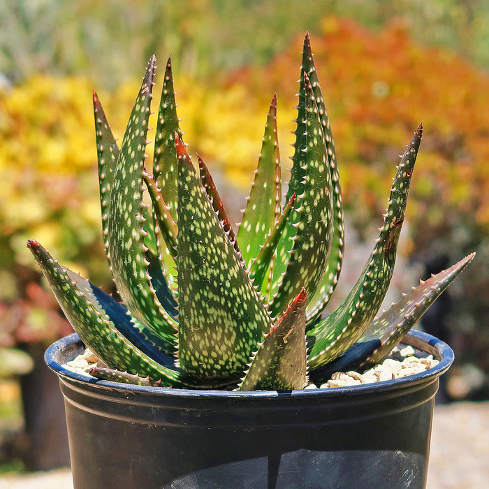 Close-up of Aloe apache showcasing spiky spotted leaves in a black pot with a blurred garden background