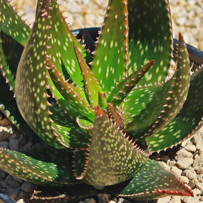 Close-up of Aloe apache showcasing green spotted leaves with reddish edges against a blurred background