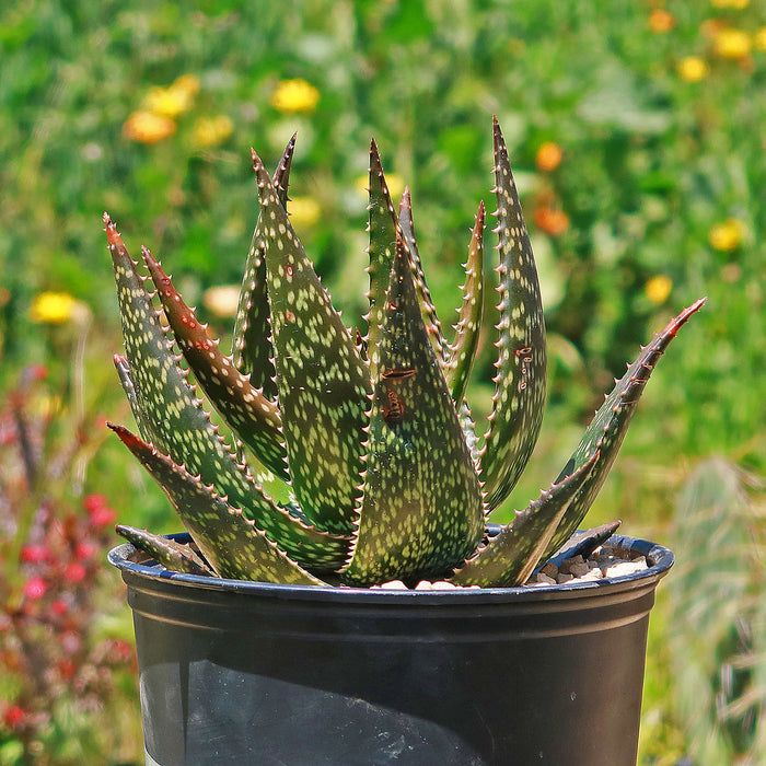 Close-up of Aloe Apache showcasing speckled pointed leaves with reddish edges in a black pot against a garden background