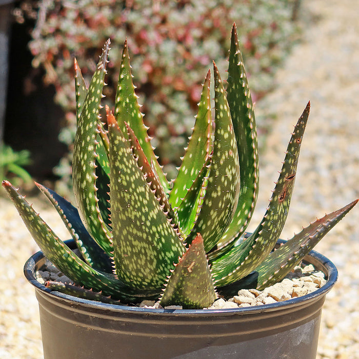 Close-up of Aloe apache showcasing speckled upright leaves in a gray pot