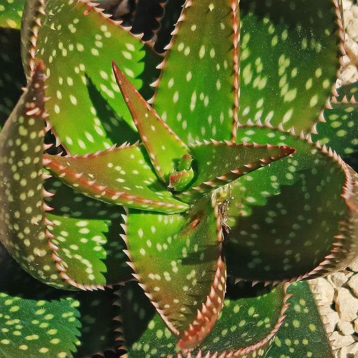 Close-up of Aloe apache showcasing green spotted leaves with red edges