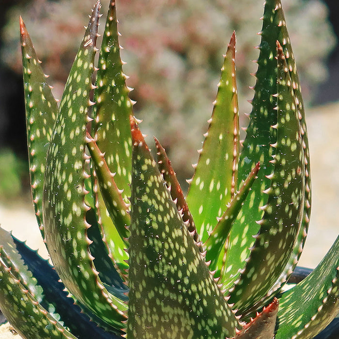 Close-up of Aloe Apache succulent showcasing spotted green leaves with a blurred background