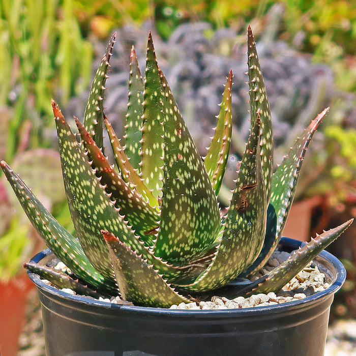 Close-up of Aloe Apache succulent showcasing striped pointed leaves in a black pot with greenery behind it