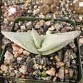 Close-up of Aloe dhufarensis succulent with two thick, gray-green leaves in a square pot with pebbles, blurred succulents behind.