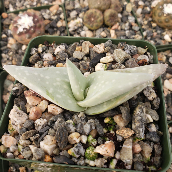Close-up of Aloe dhufarensis succulent with two thick, gray-green leaves in a square pot with pebbles, blurred succulents behind.
